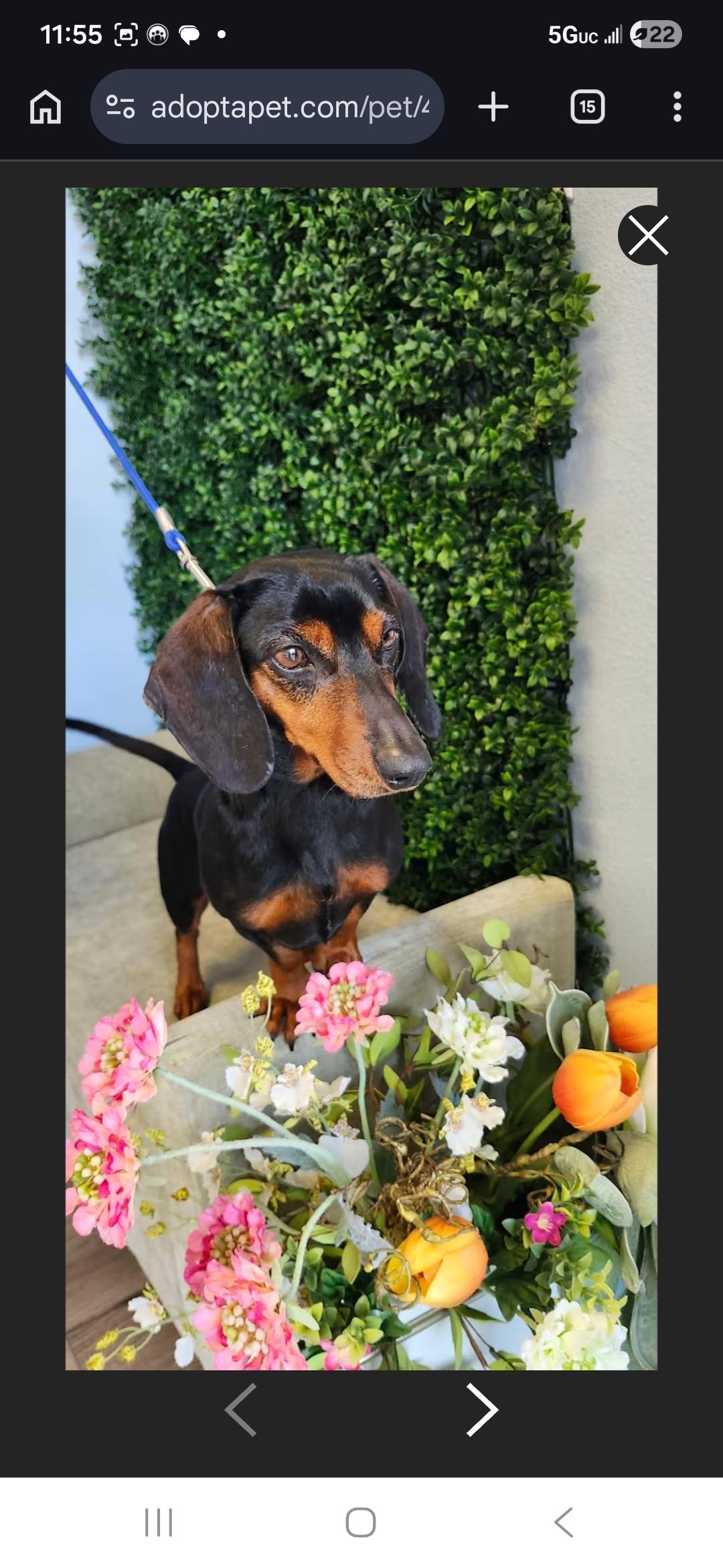 Enlarge Alma, a ADOPTABLE Dachshund in Torrance, CA image 2/3