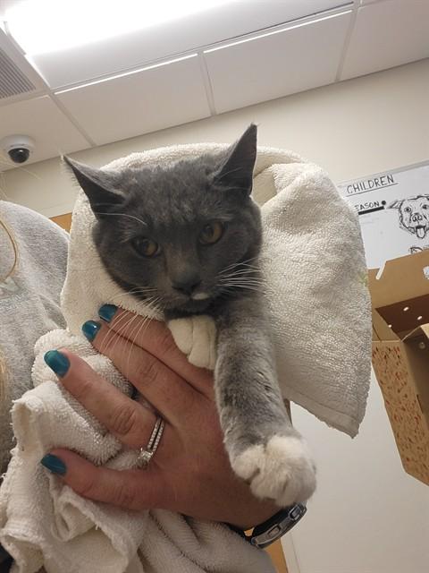 MINA, Adoptable, Young Female Domestic Short Hair & Domestic Short Hair.