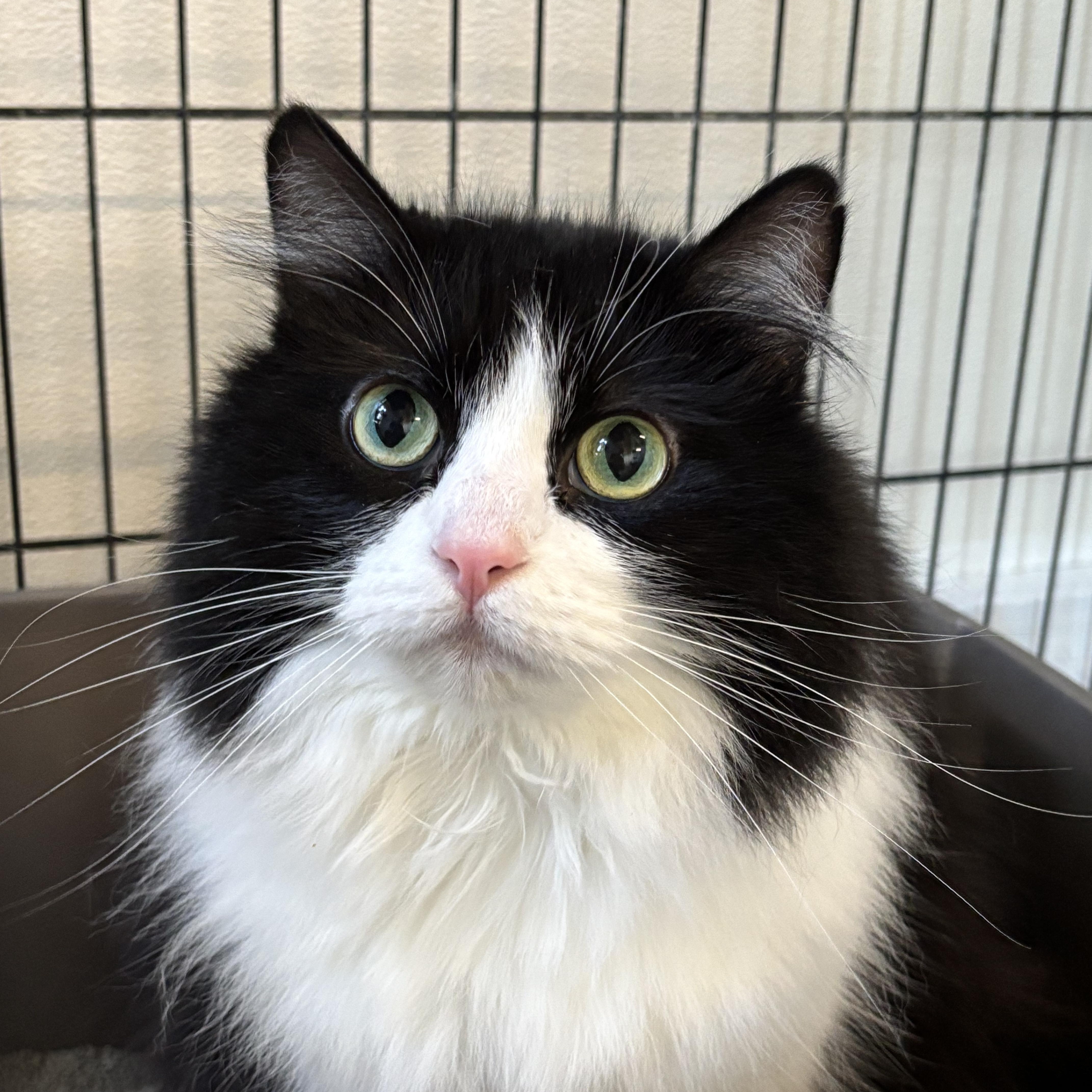 Cookie, adoptable, Adult Female Domestic Long Hair.