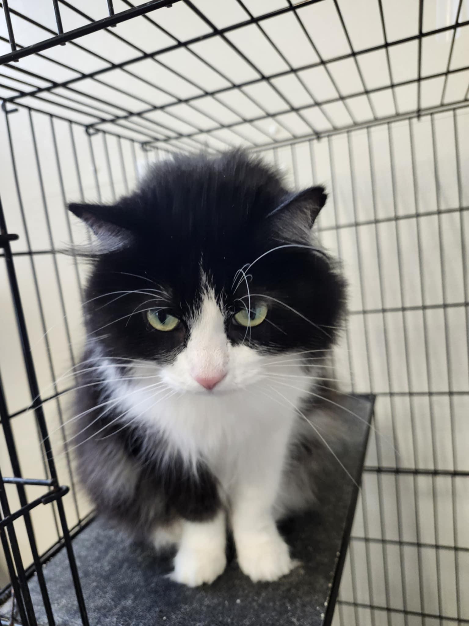 Enlarge Cookie, an adoptable Domestic Long Hair in Hopkinsville, KY image 2/2