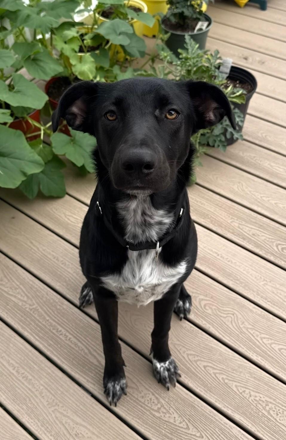 Delaney, a Adoptable mixed breed in Grafton, MA image 1/4