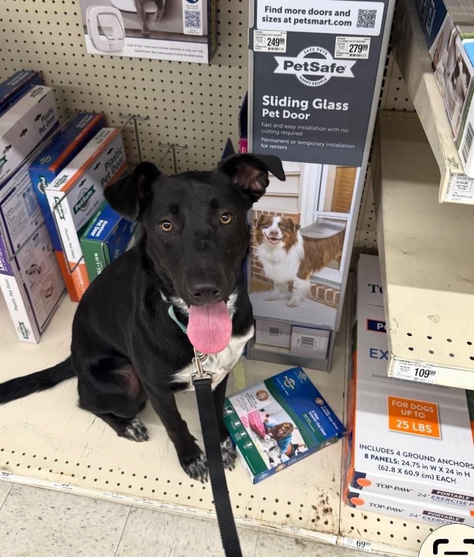 Delaney, a Adoptable mixed breed in Grafton, MA image 2/4