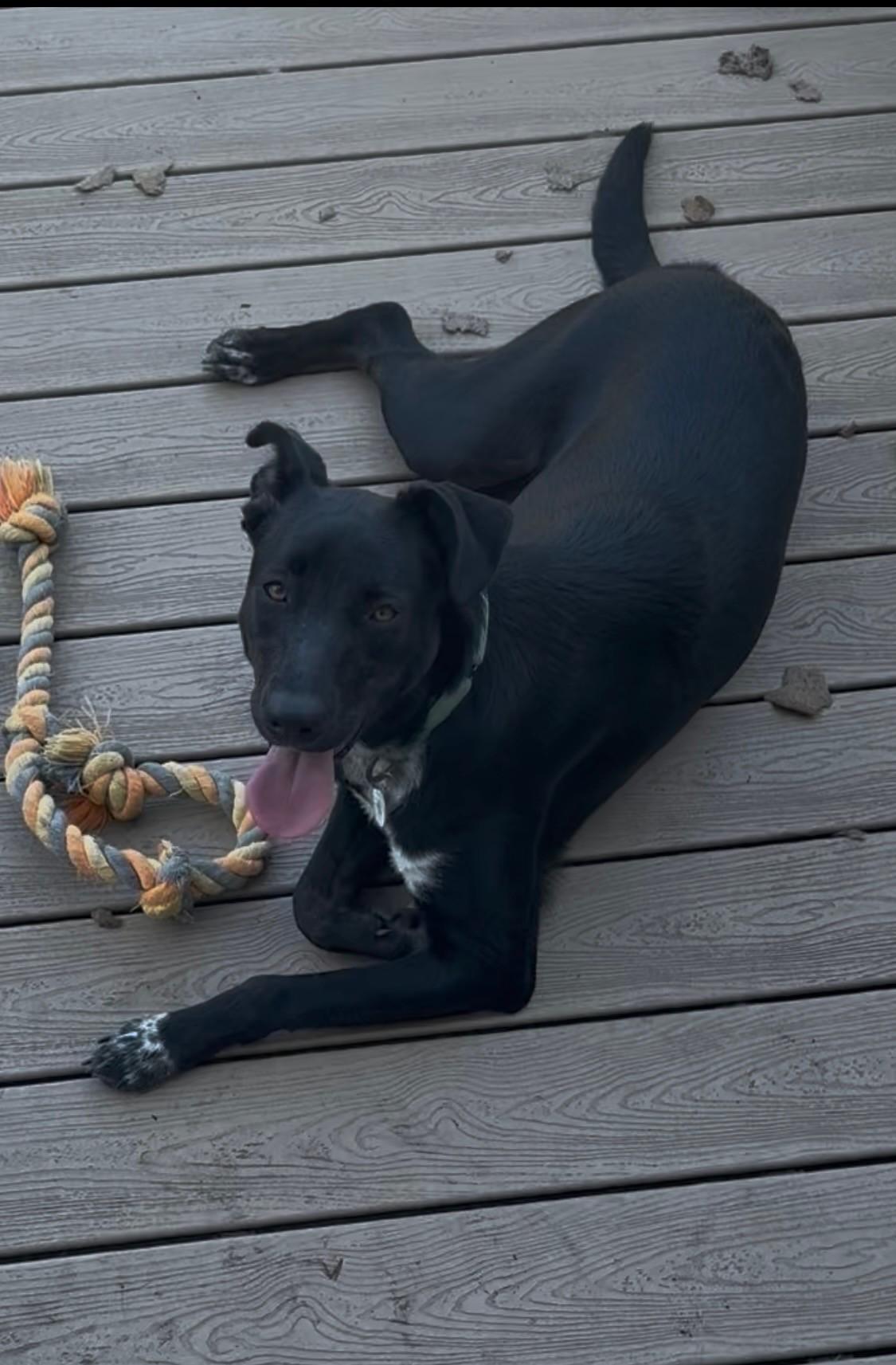 Delaney, a Adoptable mixed breed in Grafton, MA image 3/4