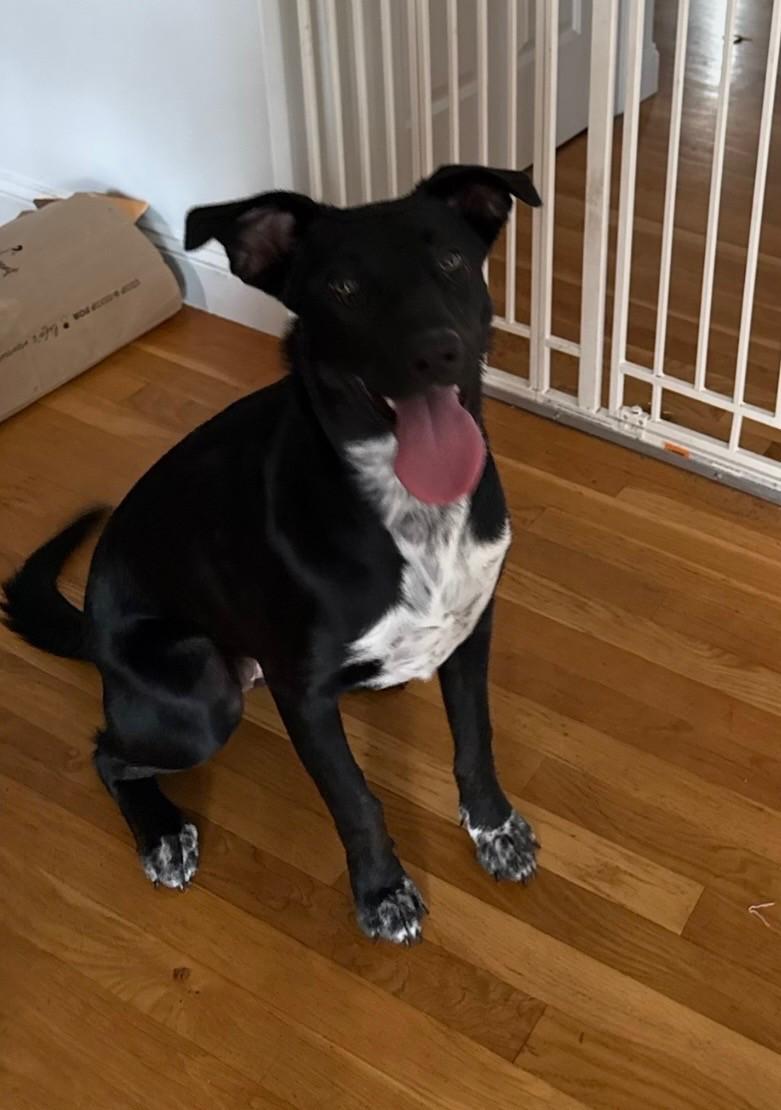 Delaney, a Adoptable mixed breed in Grafton, MA image 4/4