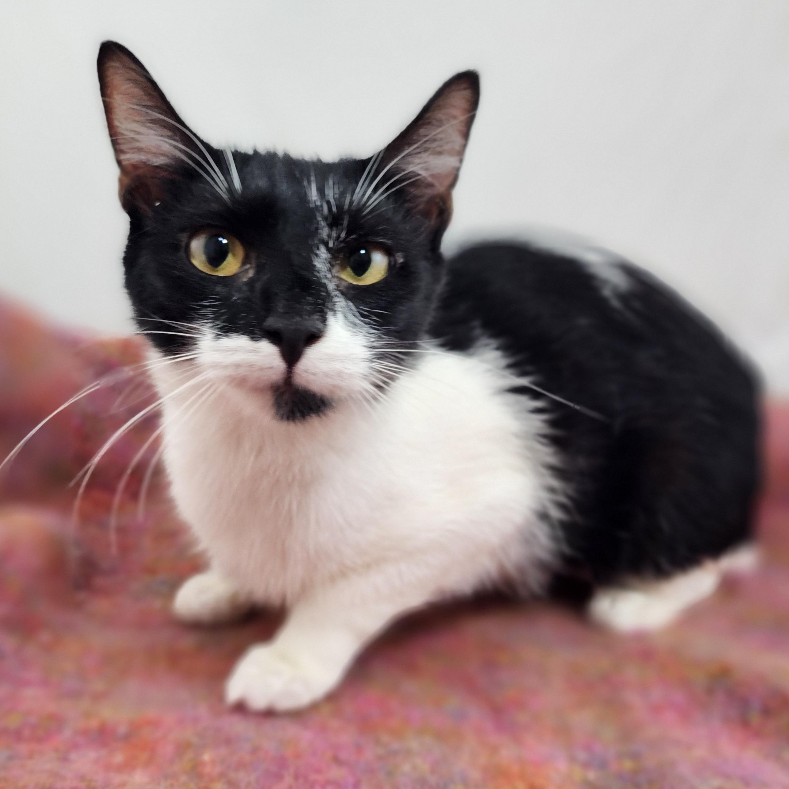 Enlarge Berkey, a Adoptable Domestic Short Hair in New York, NY image 1/6