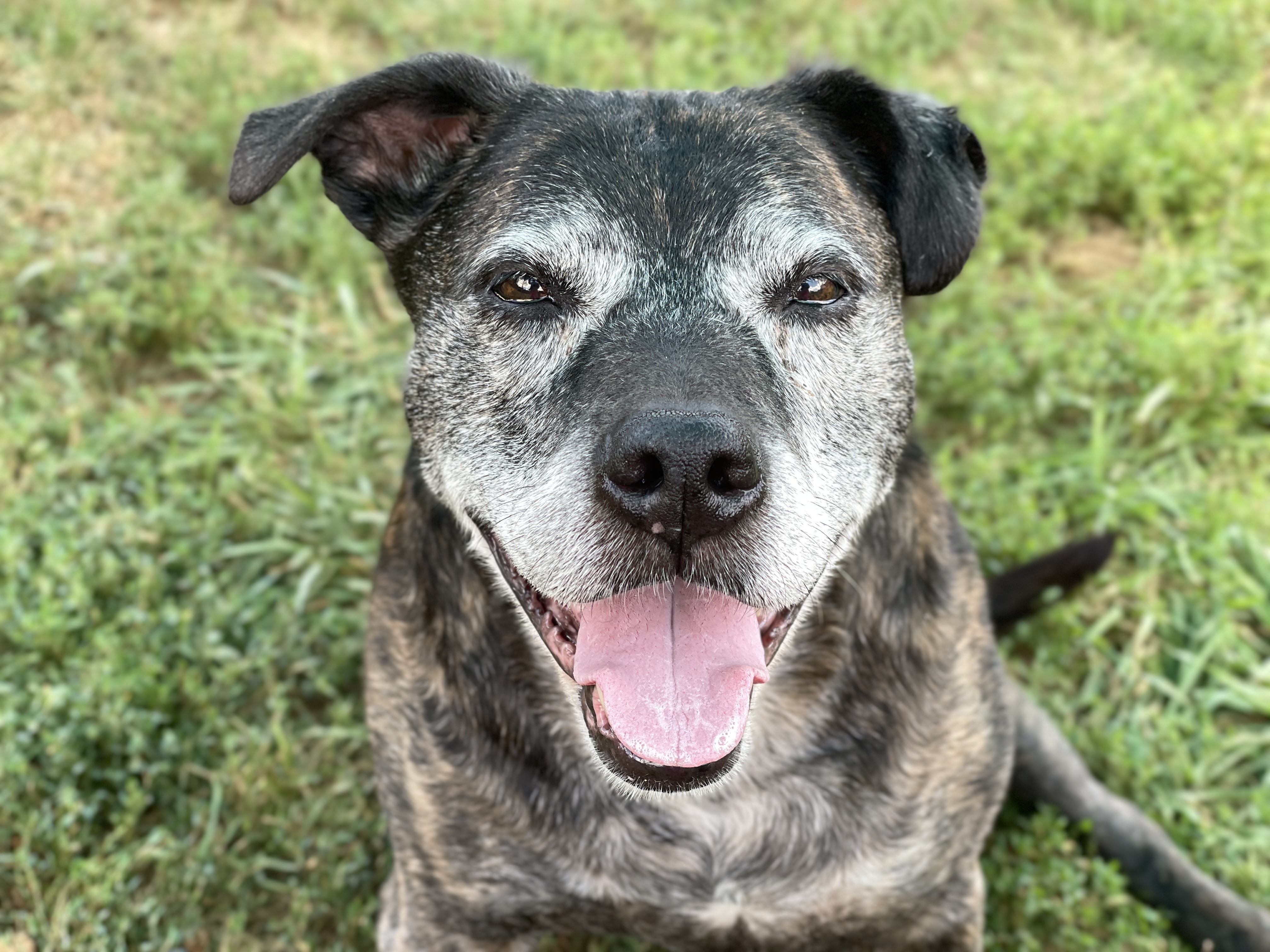 Dog for adoption Bailey, a Labrador Retriever in Charles Town, WV