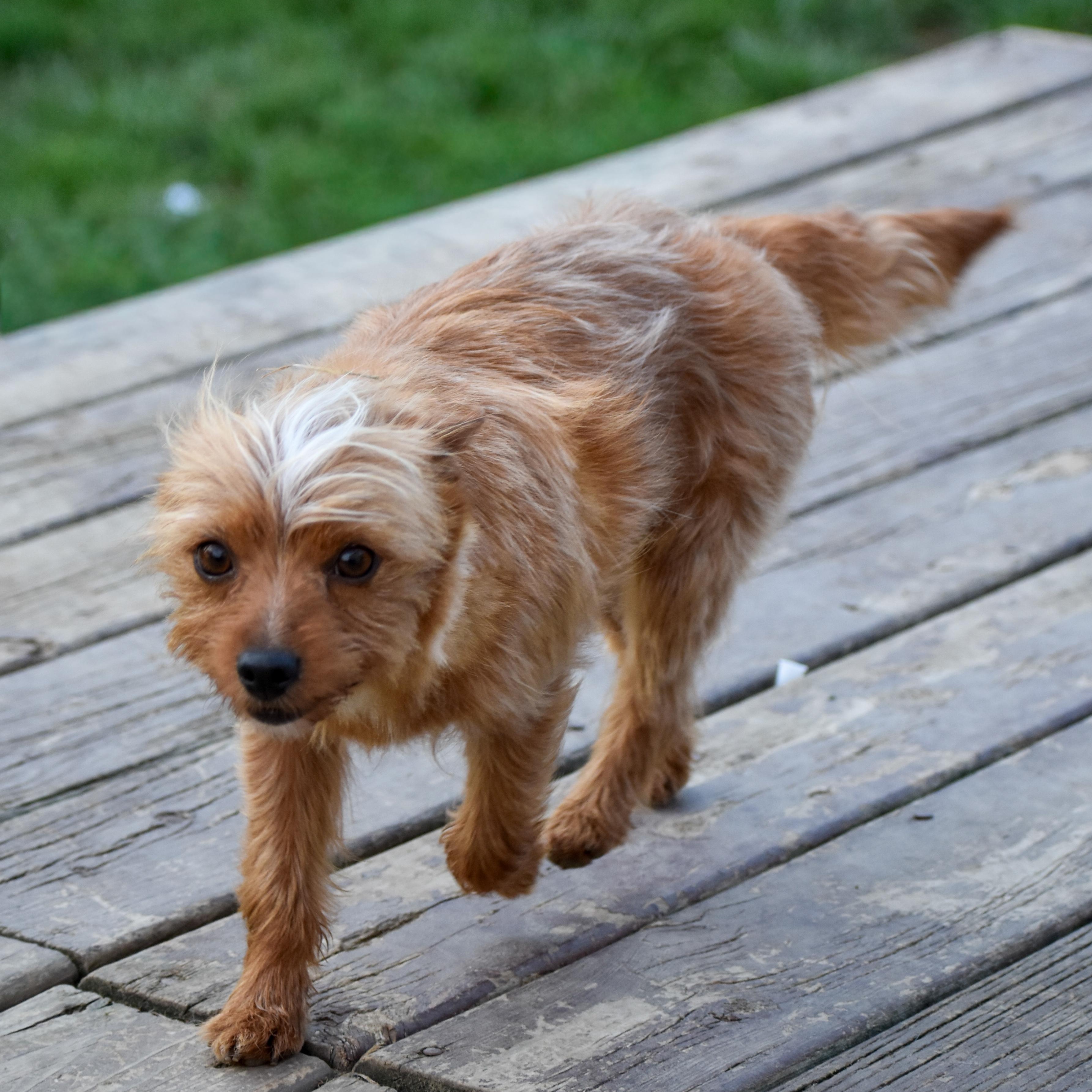 Lula, a ADOPTABLE mixed breed in Indianapolis, IN image 3/4