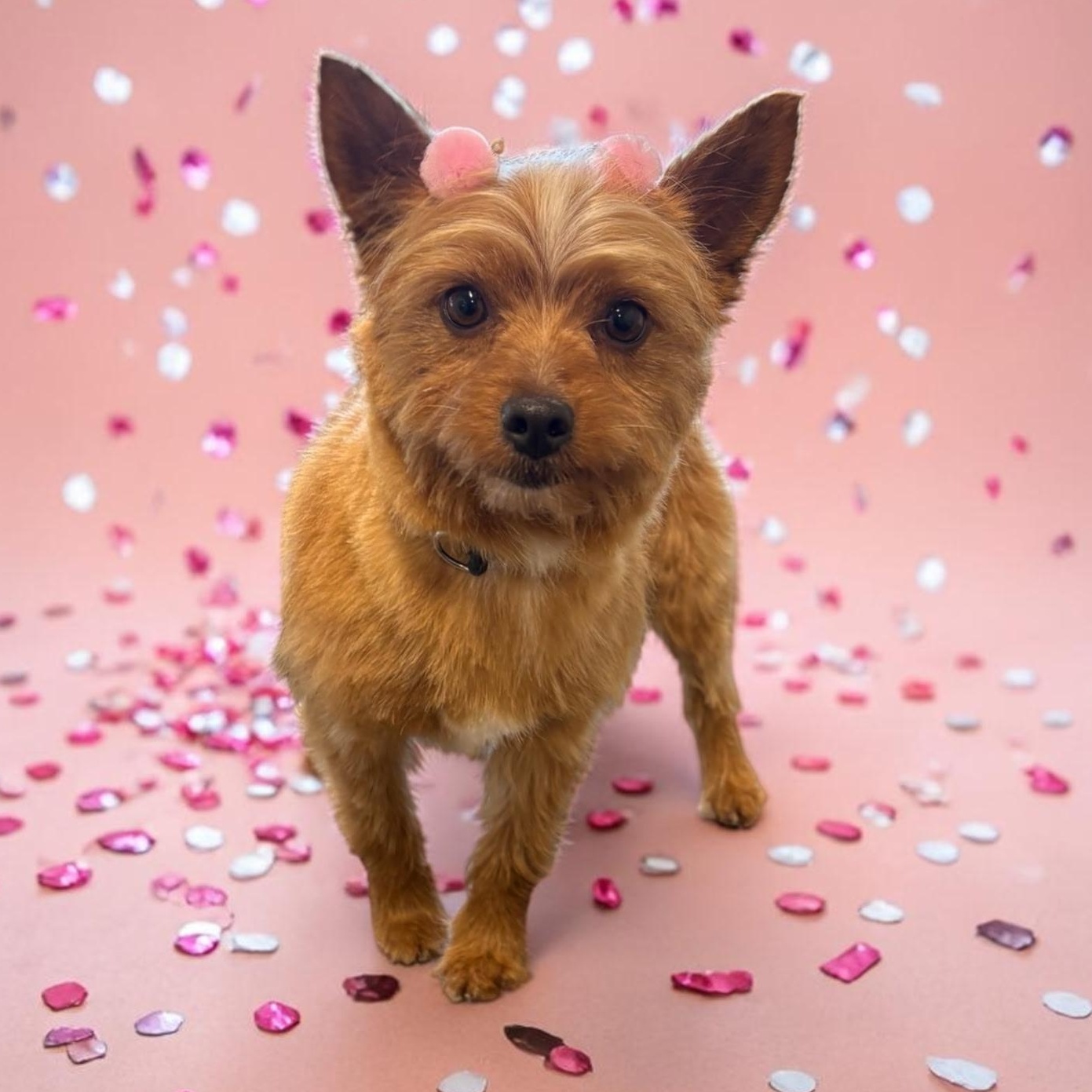 Lula, ADOPTABLE, Adult Female Yorkshire Terrier.