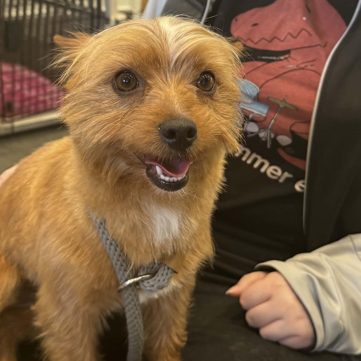 Lula, a ADOPTABLE mixed breed in Indianapolis, IN image 4/4