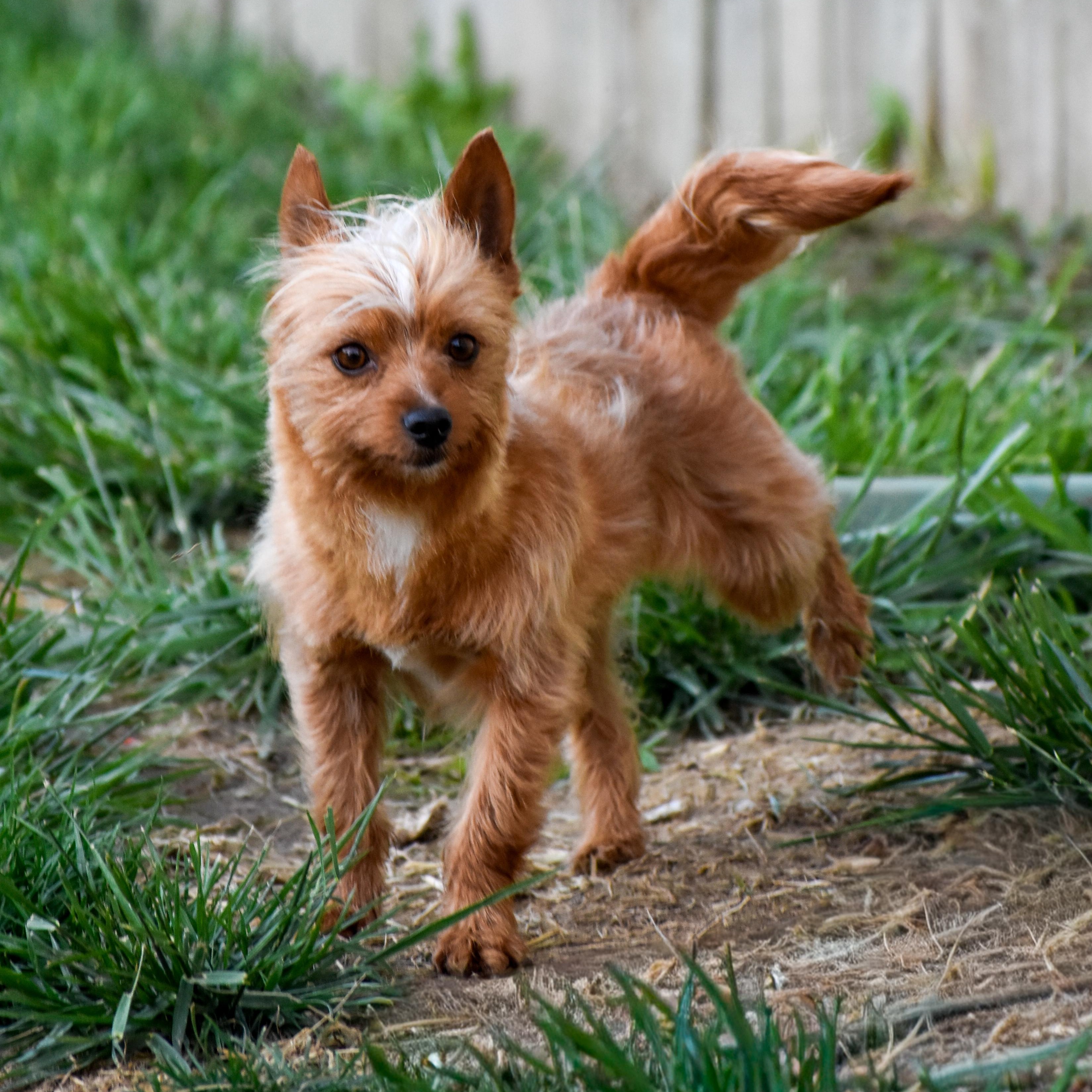 Lula, a ADOPTABLE mixed breed in Indianapolis, IN image 2/4