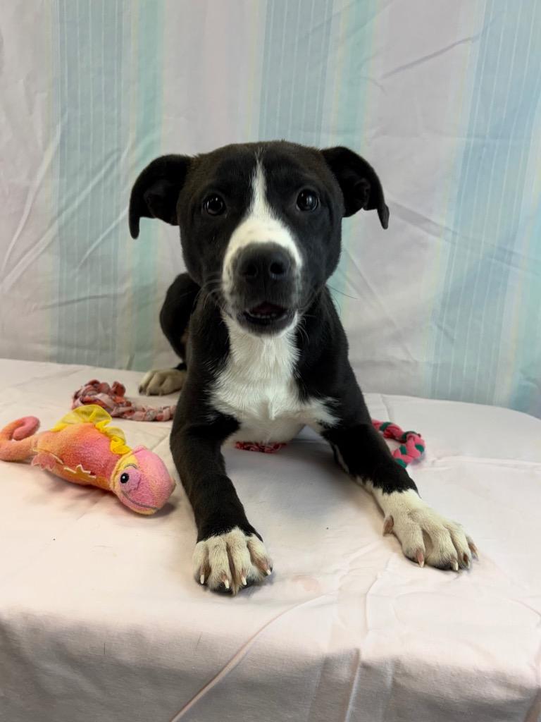 Enlarge Blackie, a Adoptable mixed breed in Nacogdoches, TX image 1/5