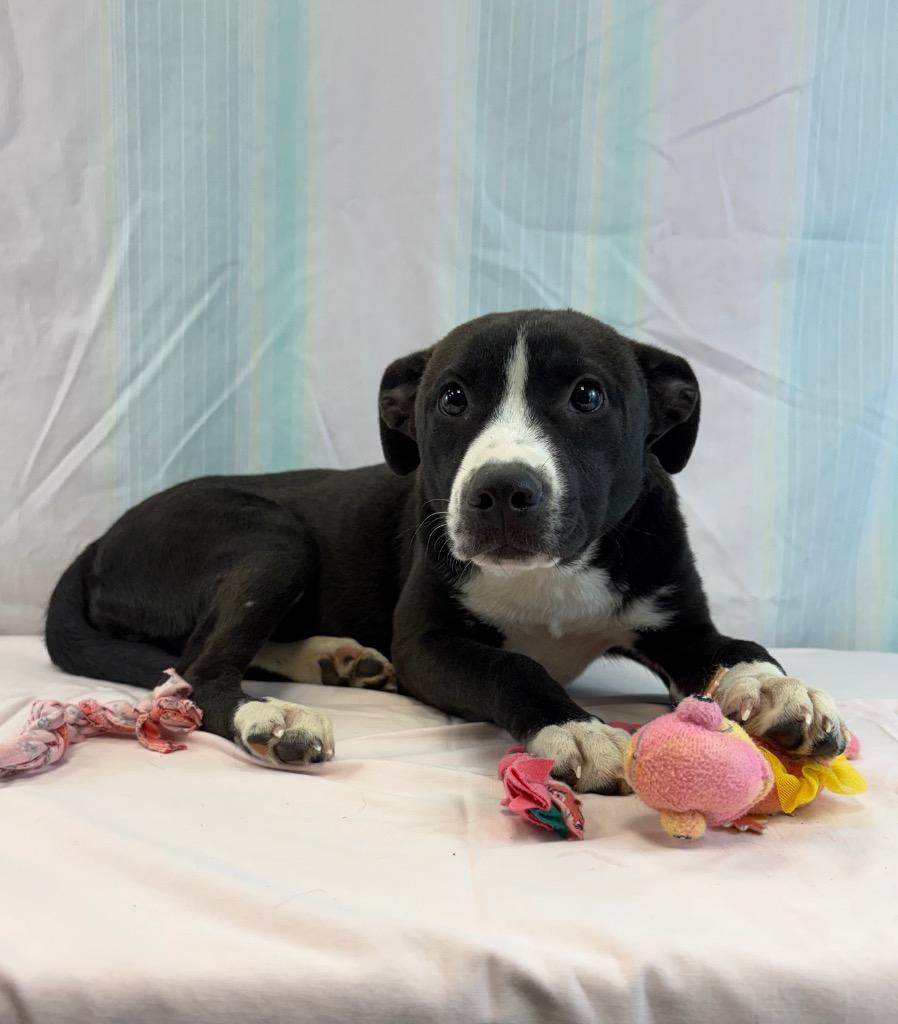 Enlarge Blackie, a Adoptable mixed breed in Nacogdoches, TX image 2/5
