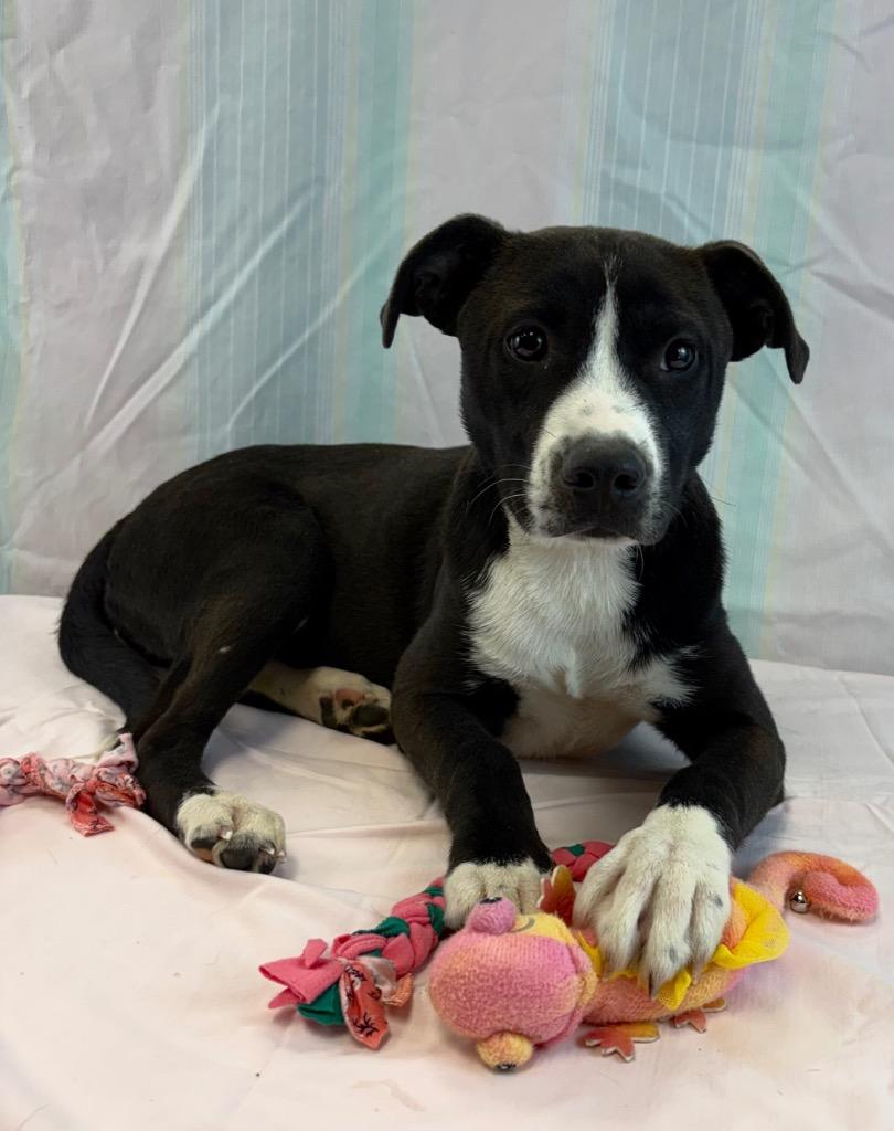 Enlarge Blackie, a Adoptable mixed breed in Nacogdoches, TX image 3/5