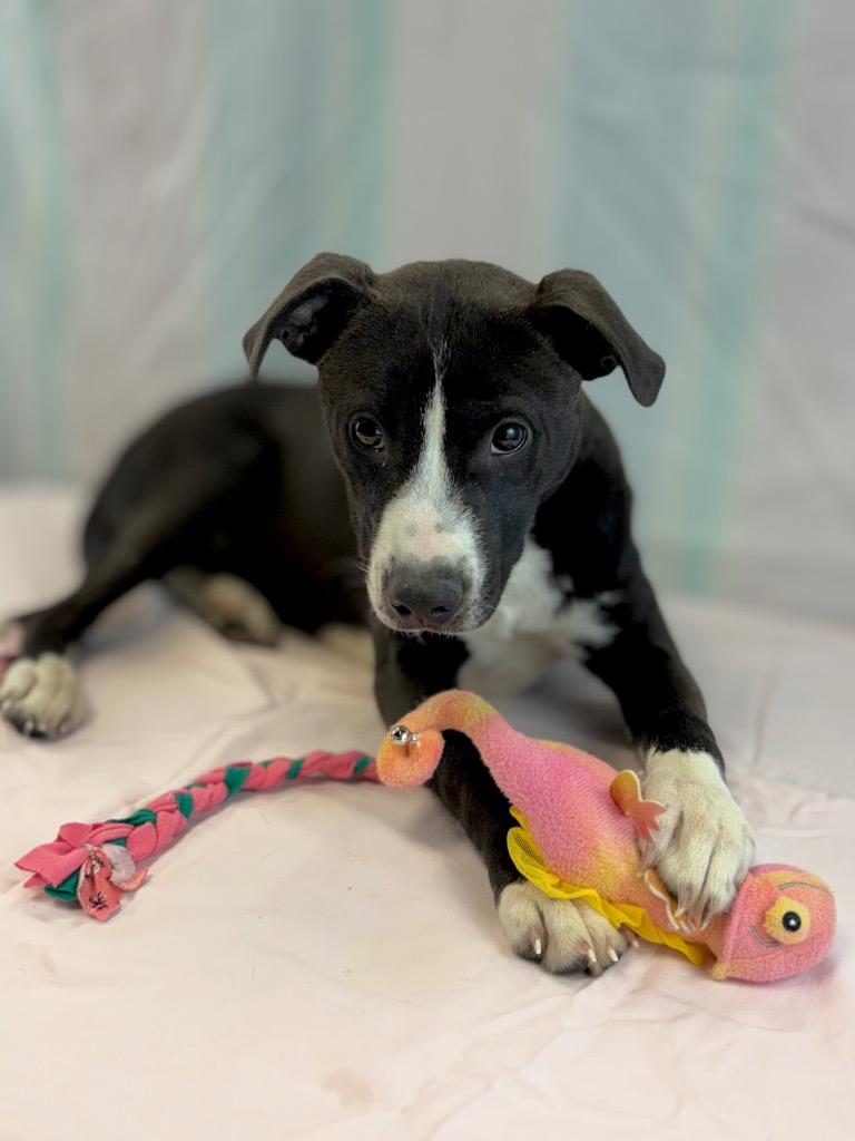 Enlarge Blackie, a Adoptable mixed breed in Nacogdoches, TX image 4/5