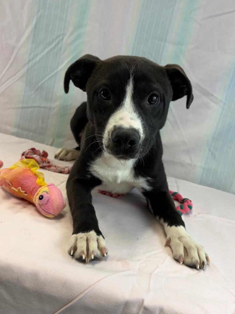 Enlarge Blackie, a Adoptable mixed breed in Nacogdoches, TX image 5/5