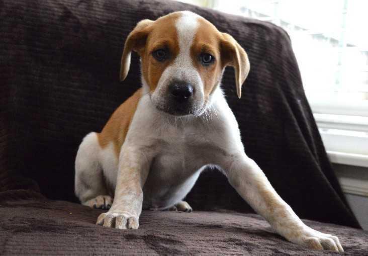 Riggs, Adoptable, Adult Male Cattle Dog & Australian Cattle Dog / Blue Heeler.