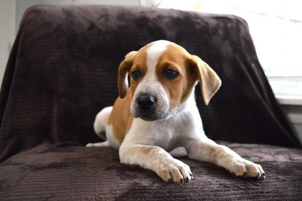 Riggs, a Adoptable mixed breed image 2/3