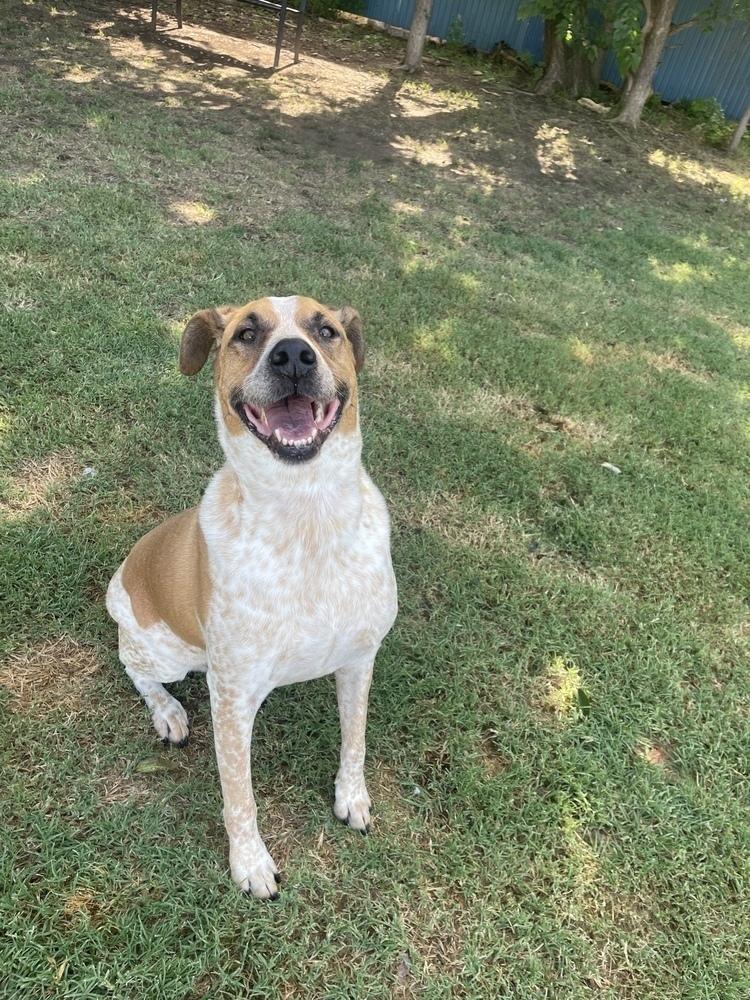 Riggs, a Adoptable mixed breed image 3/3