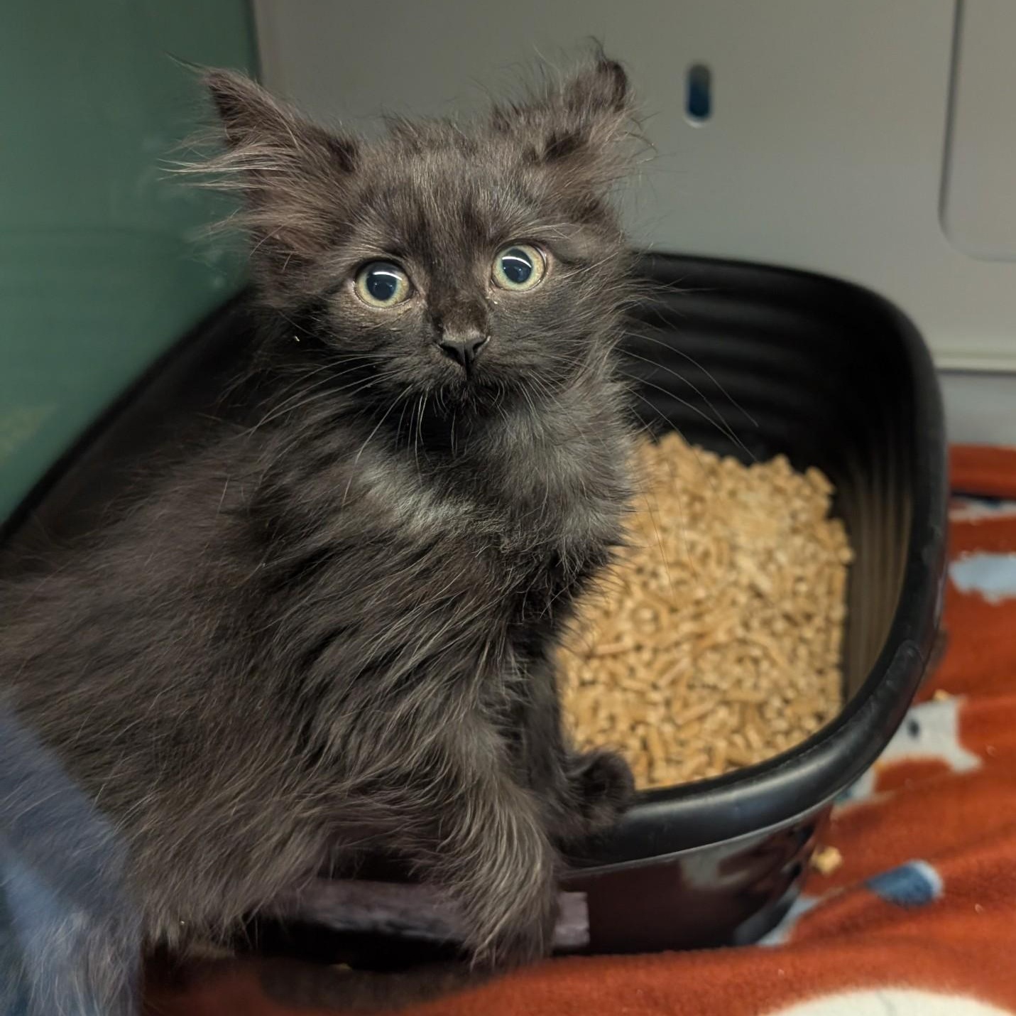 Pepper, adopted, Kitten Female Domestic Long Hair.