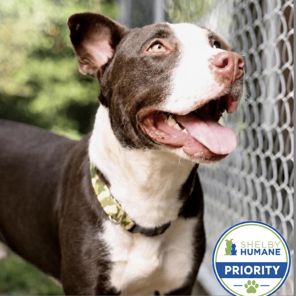 Villager, Adoptable, Young Male Mixed Breed.