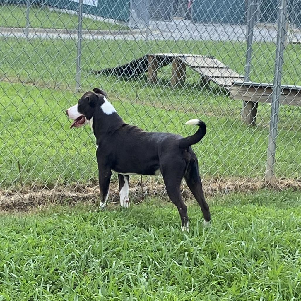 Villager, Adoptable, Young Male Mixed Breed.