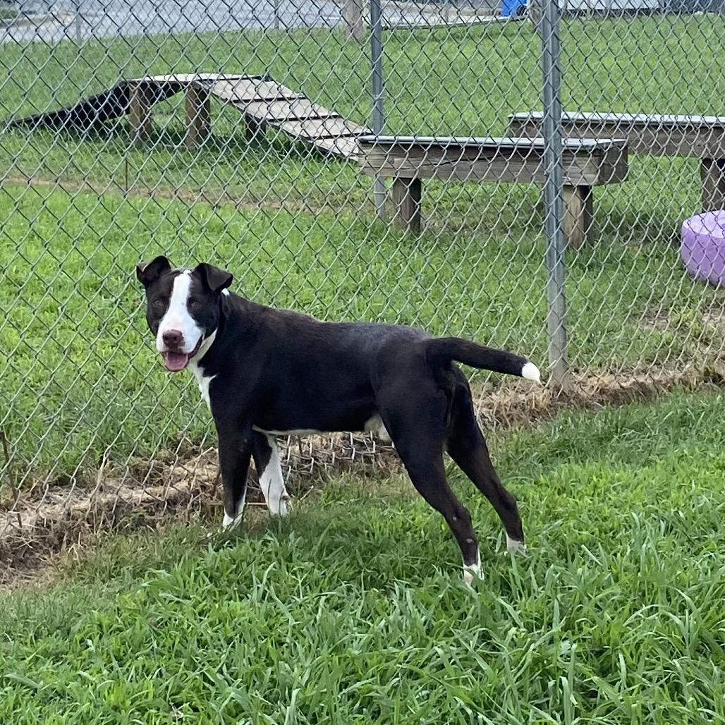 Villager, a Adoptable Mixed Breed in Columbiana, AL image 2/6