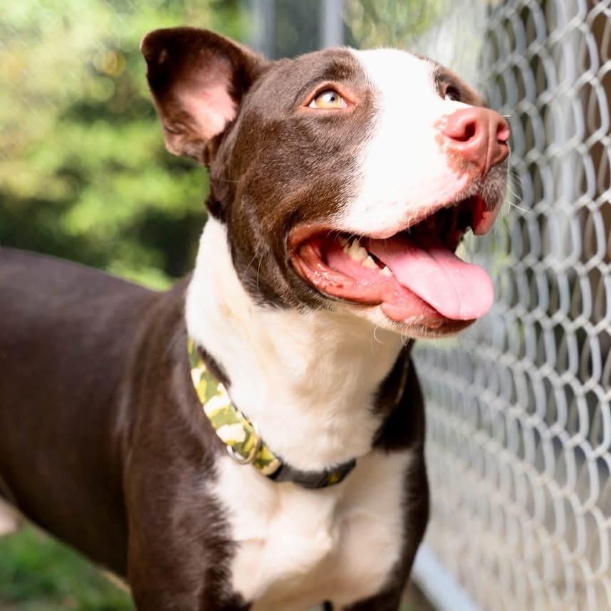 Villager, a Adoptable Mixed Breed in Columbiana, AL image 3/6