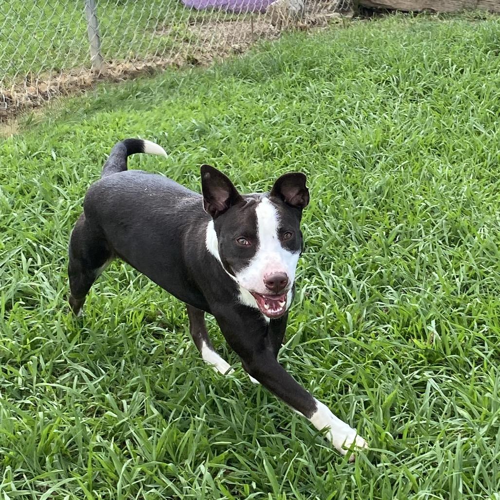 Villager, a Adoptable Mixed Breed in Columbiana, AL image 4/6