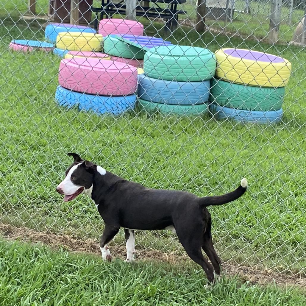 Villager, a Adoptable Mixed Breed in Columbiana, AL image 5/6