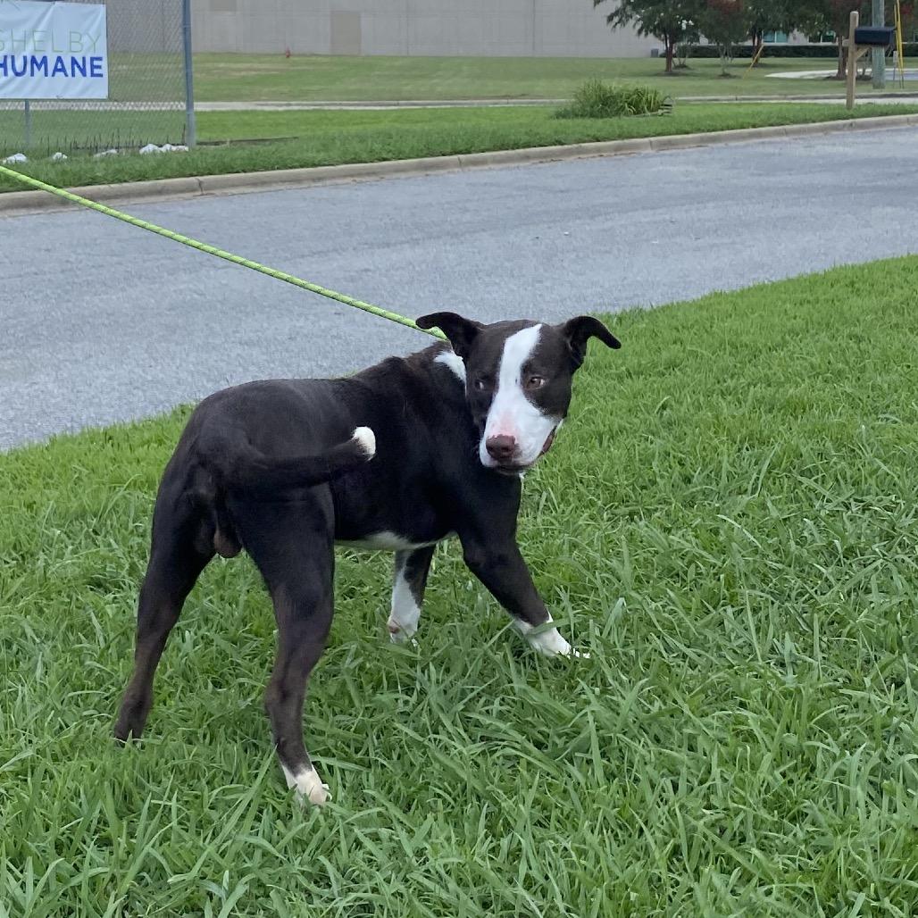 Villager, a Adoptable Mixed Breed in Columbiana, AL image 6/6