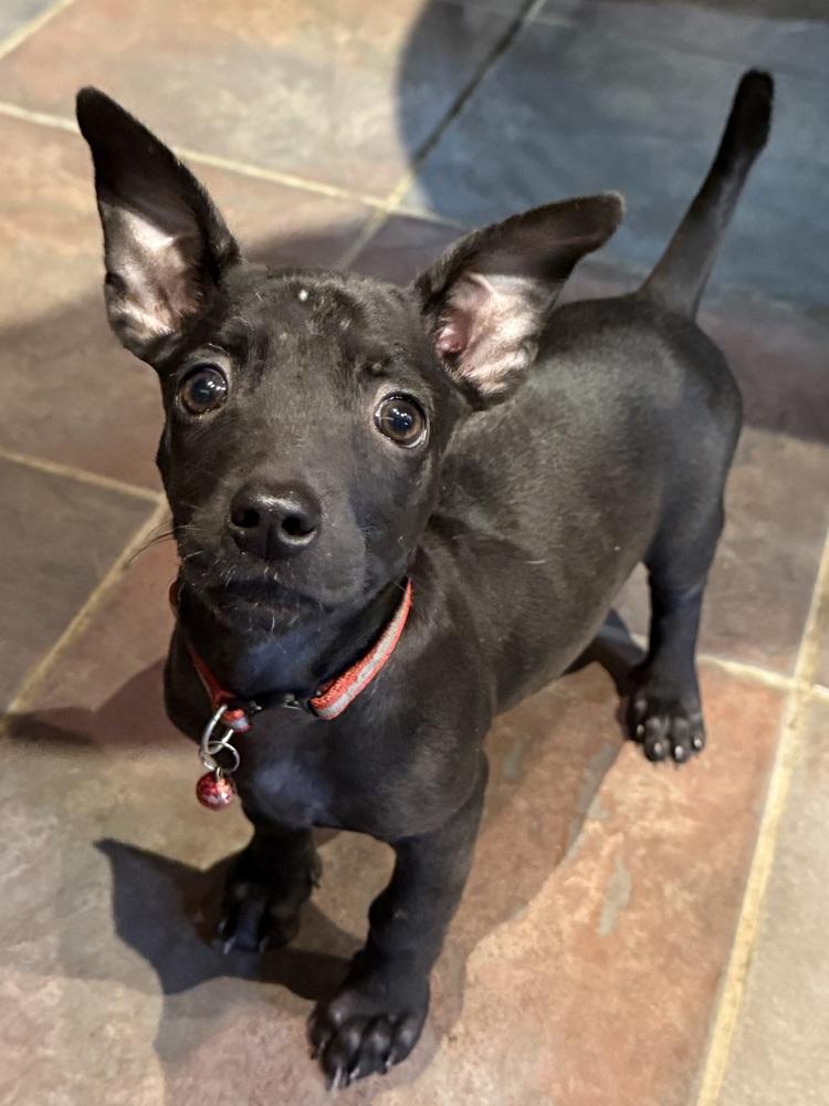 Hubble, Adoptable, Puppy Male Chihuahua.