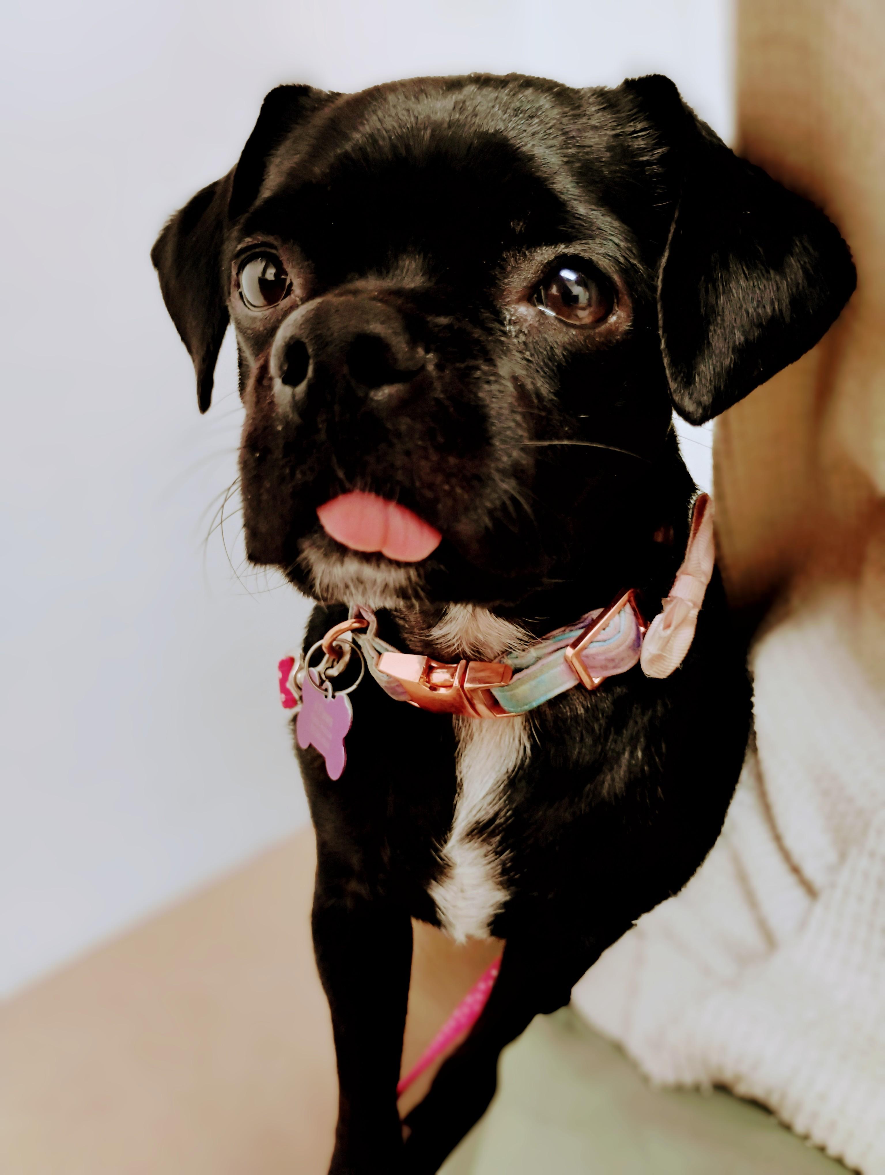 Lola Pug Dog