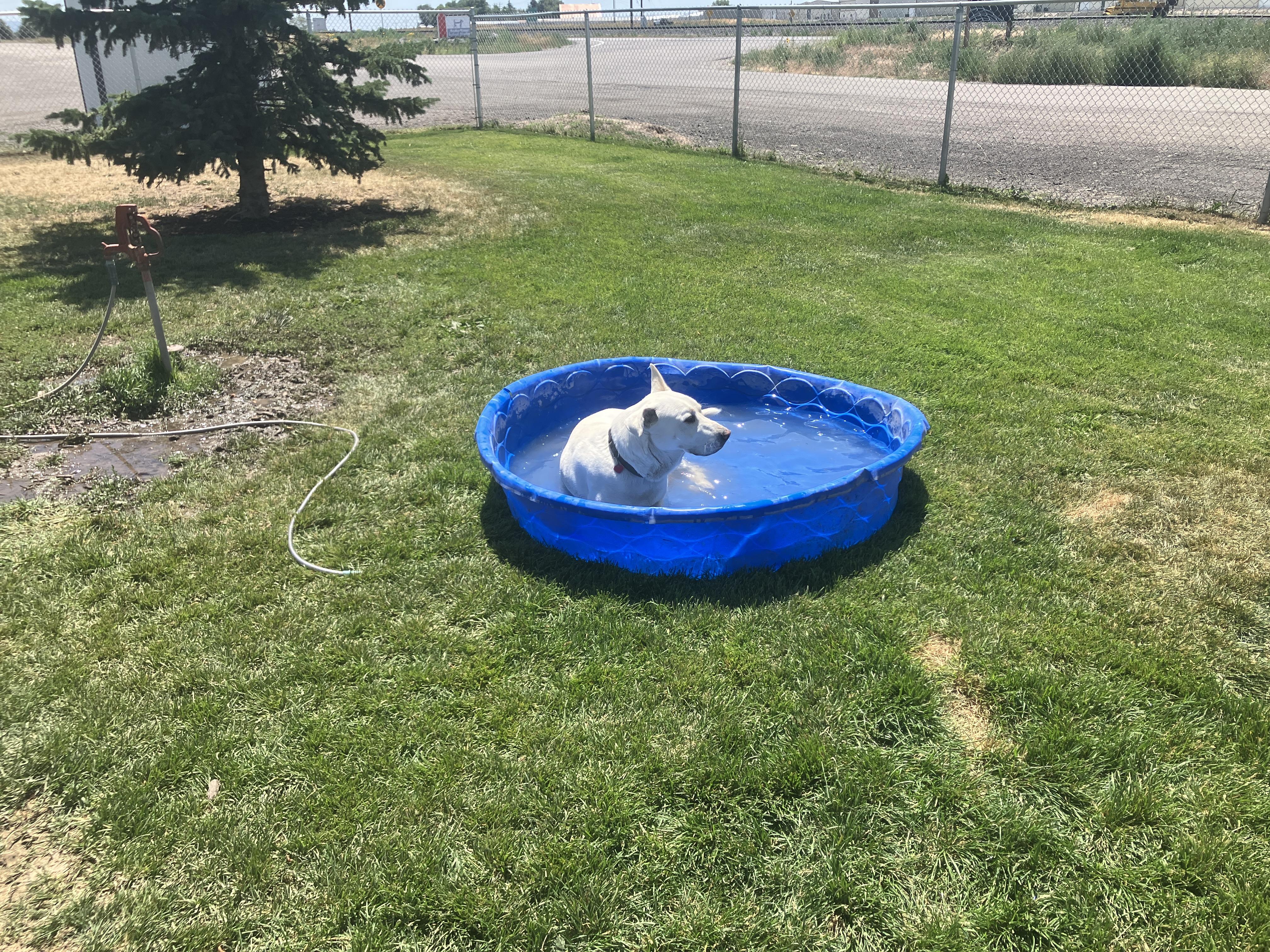 Rowdy, a Adoptable mixed breed in St. Anthony, ID image 6/6