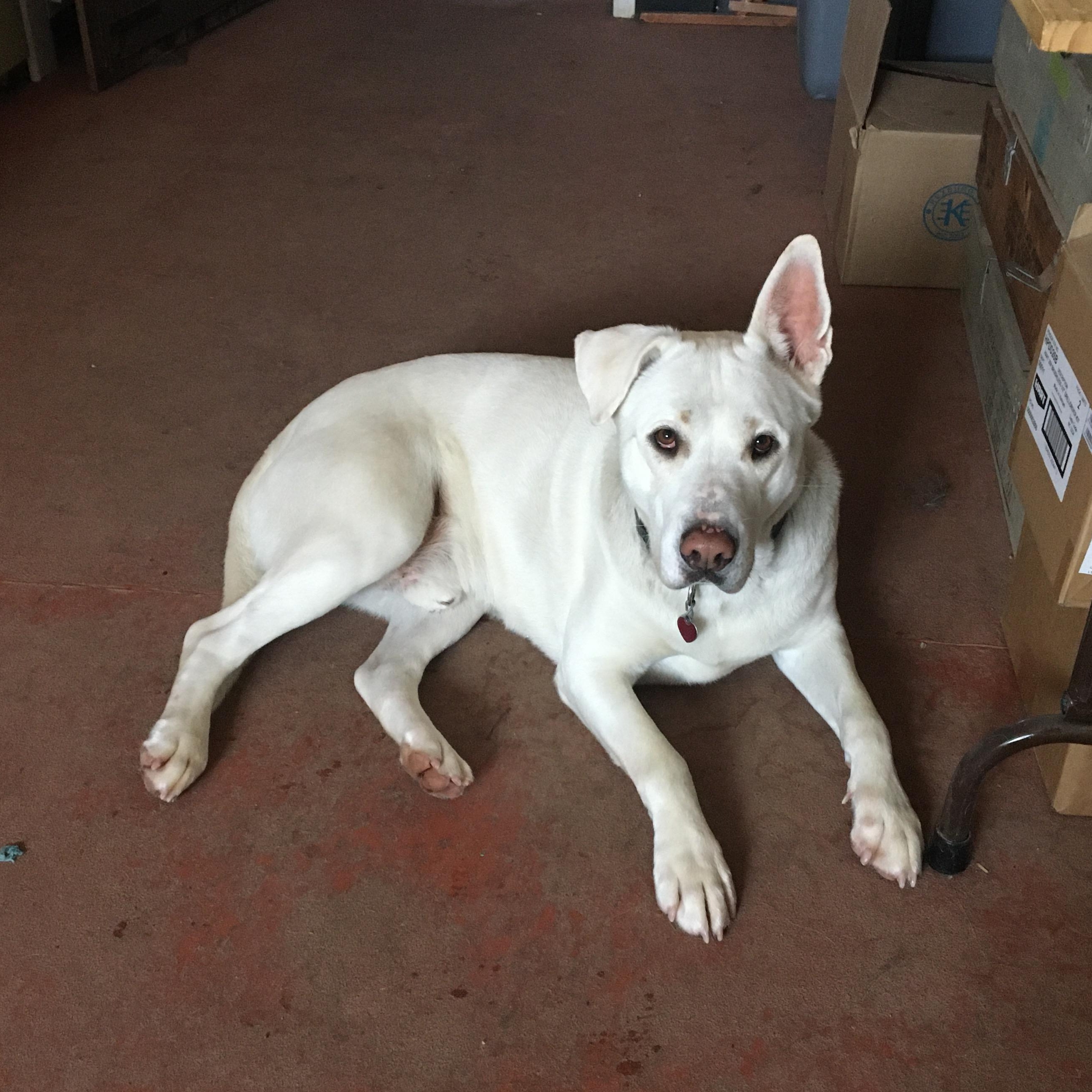 Rowdy, an adoptable German Shepherd Dog, Yellow Labrador Retriever in St. Anthony, ID, 83445 | Photo Image 1