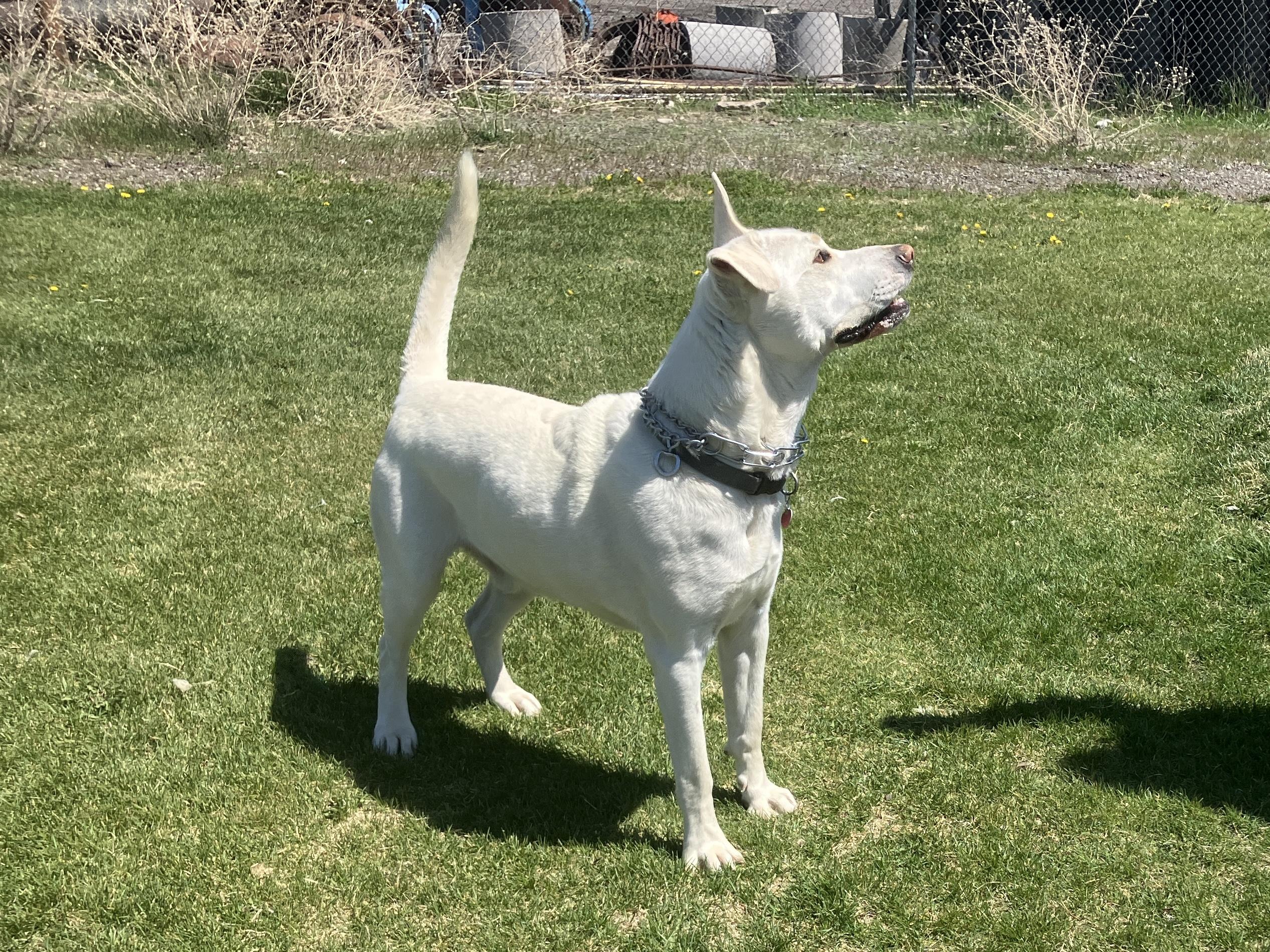Rowdy, an adoptable German Shepherd Dog, Yellow Labrador Retriever in St. Anthony, ID, 83445 | Photo Image 2
