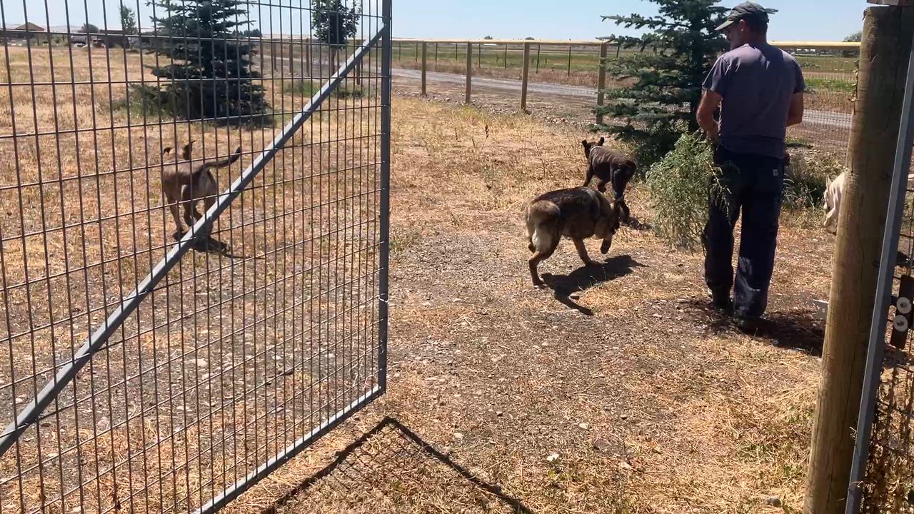 Enlarge Rowdy, a Adoptable mixed breed in St. Anthony, ID video 3/6