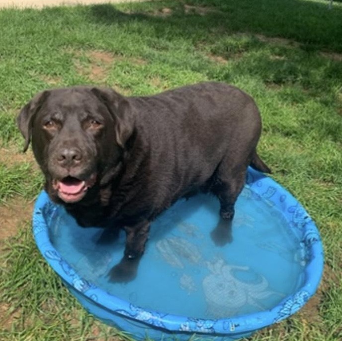 Enlarge Piper, a Adoptable Chocolate Labrador Retriever in Stanley, VA image 5/6