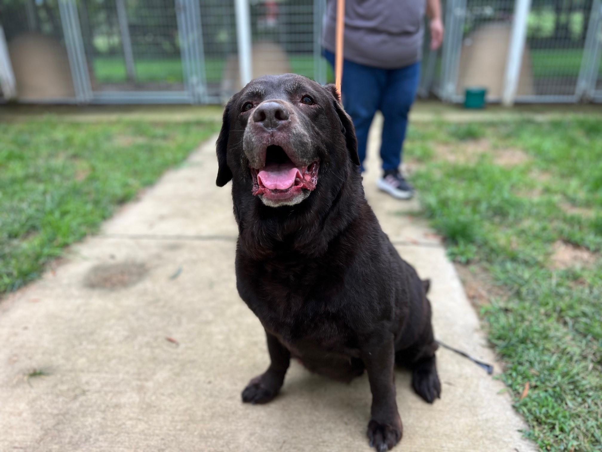 Enlarge Piper, a Adoptable Chocolate Labrador Retriever in Stanley, VA image 3/6