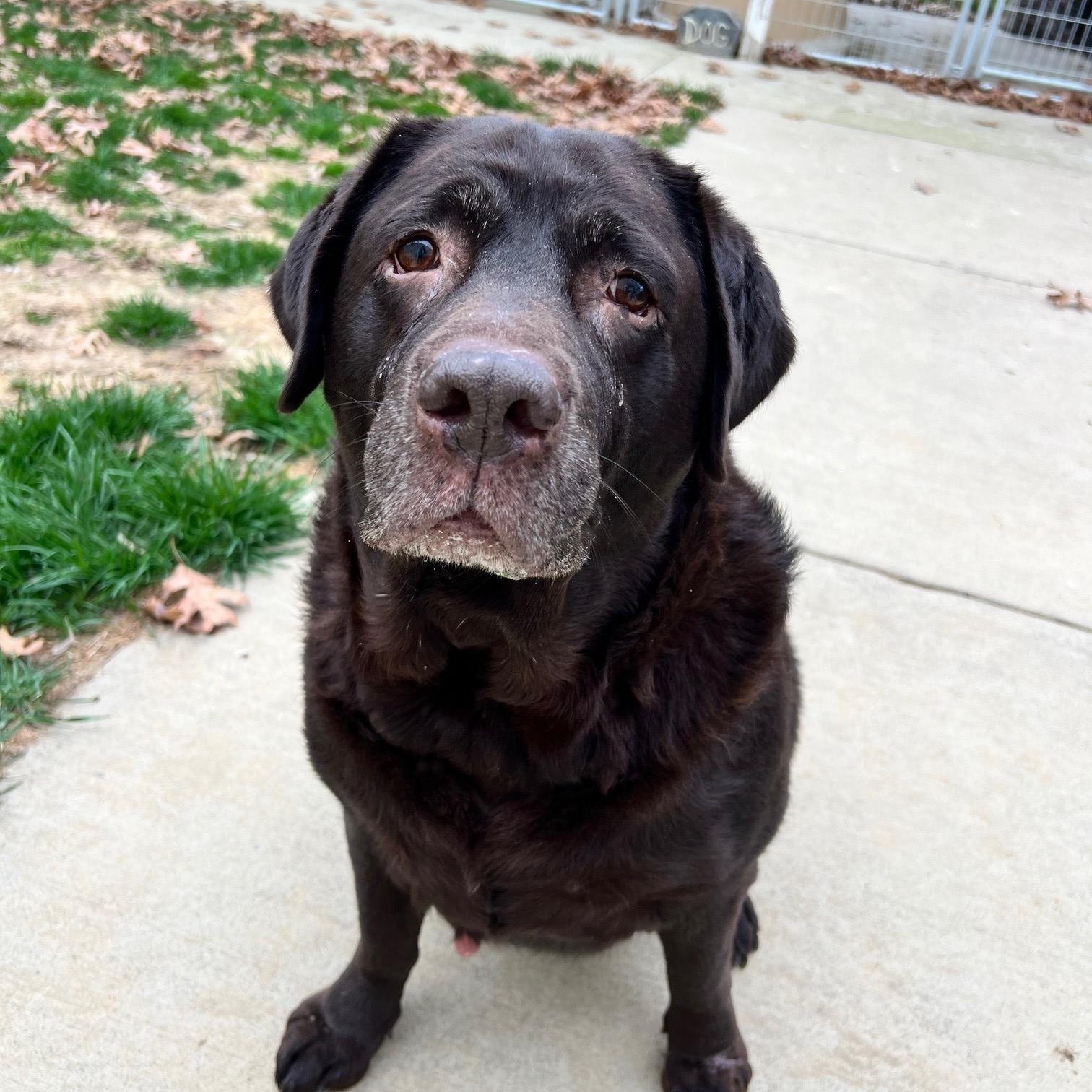 Piper, Adoptable, Senior Female Chocolate Labrador Retriever.