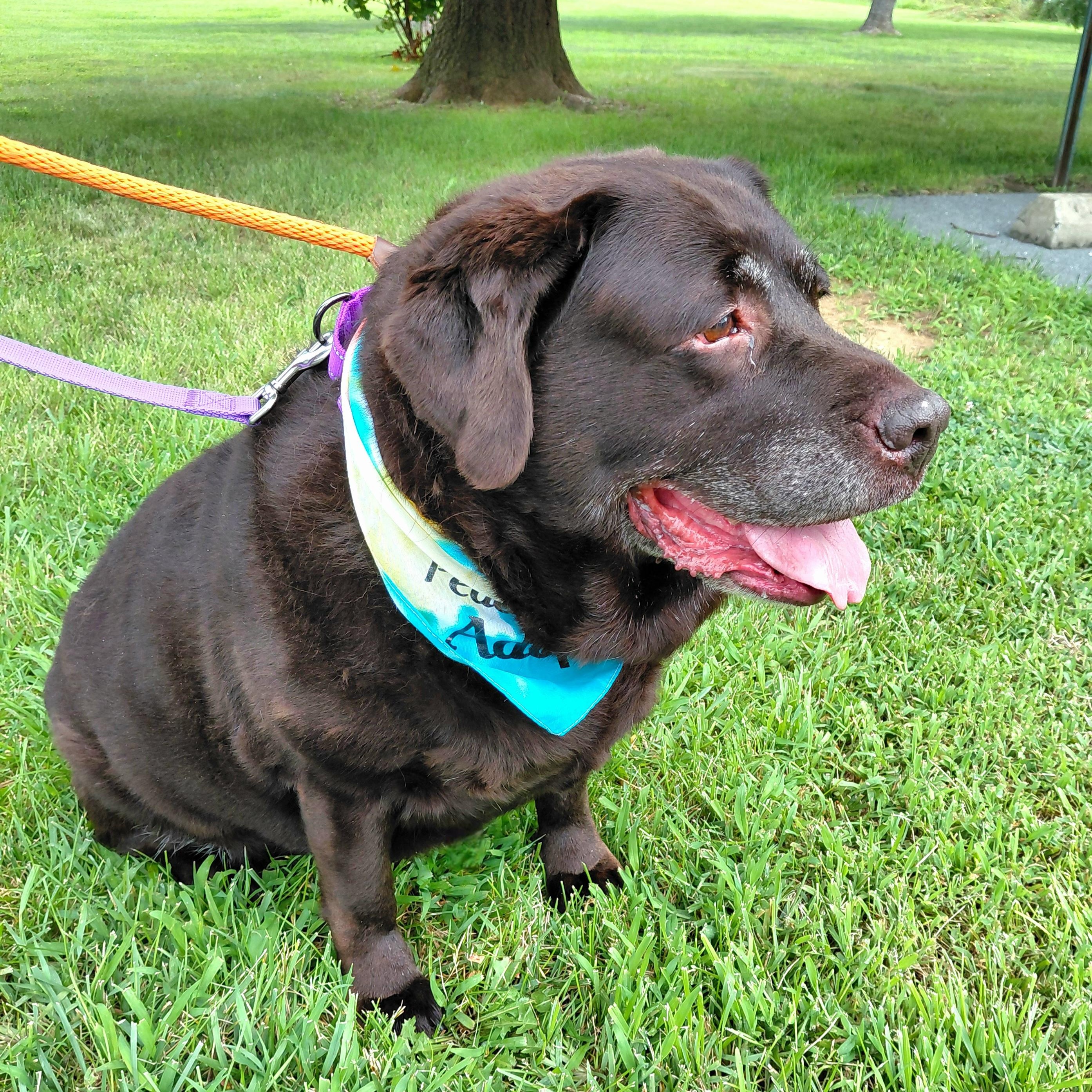 Enlarge Piper, a Adoptable Chocolate Labrador Retriever in Stanley, VA image 4/6