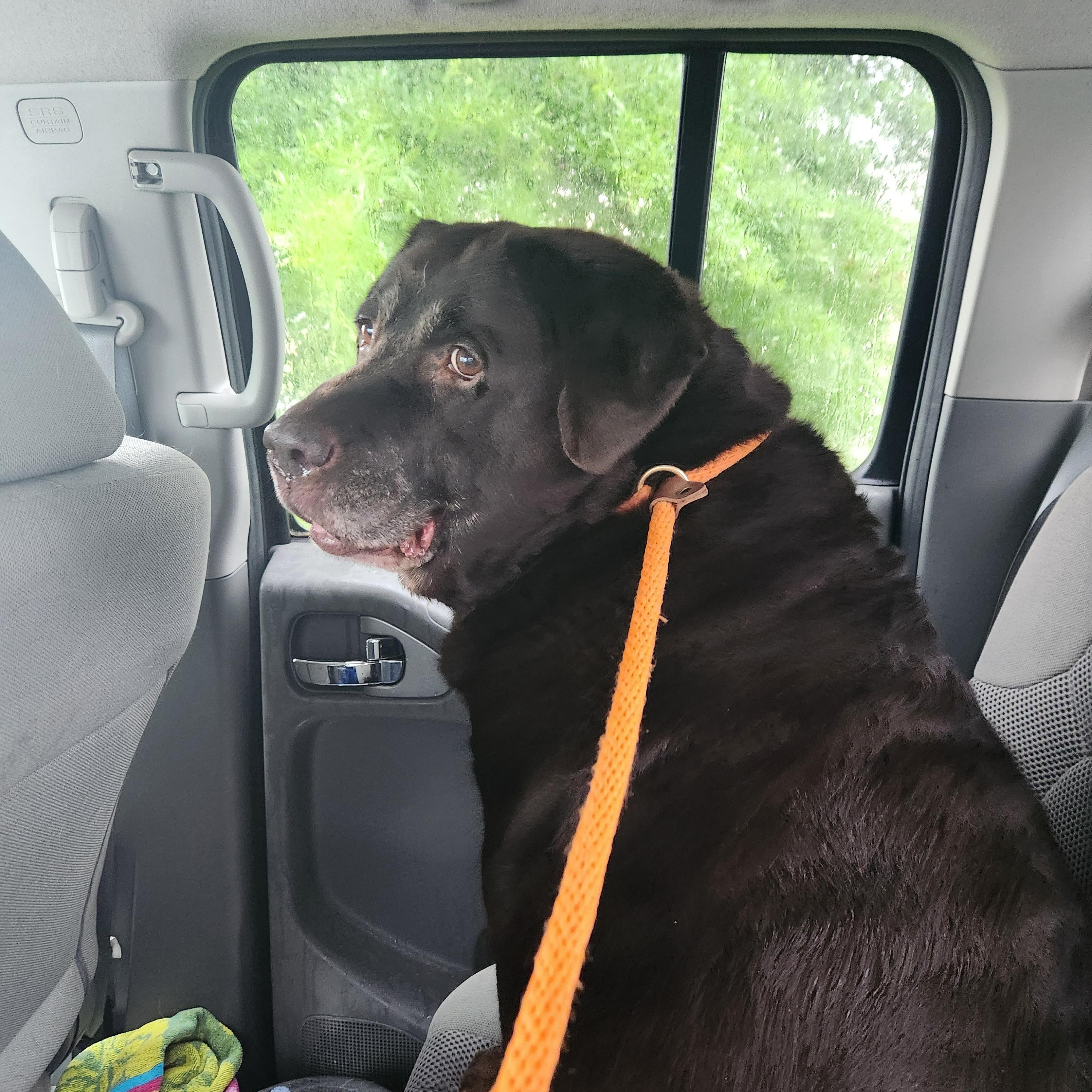 Enlarge Piper, a Adoptable Chocolate Labrador Retriever in Stanley, VA image 6/6