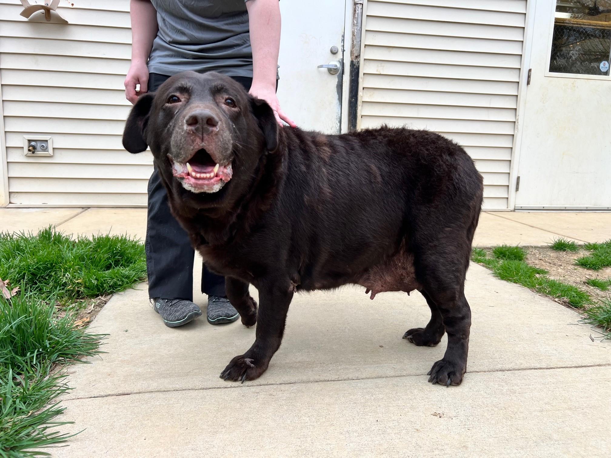 Enlarge Piper, a Adoptable Chocolate Labrador Retriever in Stanley, VA image 2/6