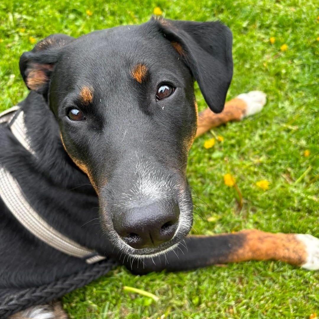 Enlarge Tux, a ADOPTABLE mixed breed in St Thomas, ON image 3/3