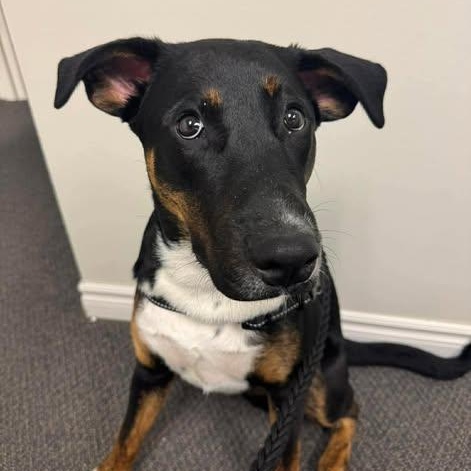 Enlarge Tux, a ADOPTABLE mixed breed in St Thomas, ON image 2/3