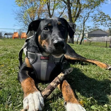 Enlarge Tux, a ADOPTABLE mixed breed in St Thomas, ON image 1/3