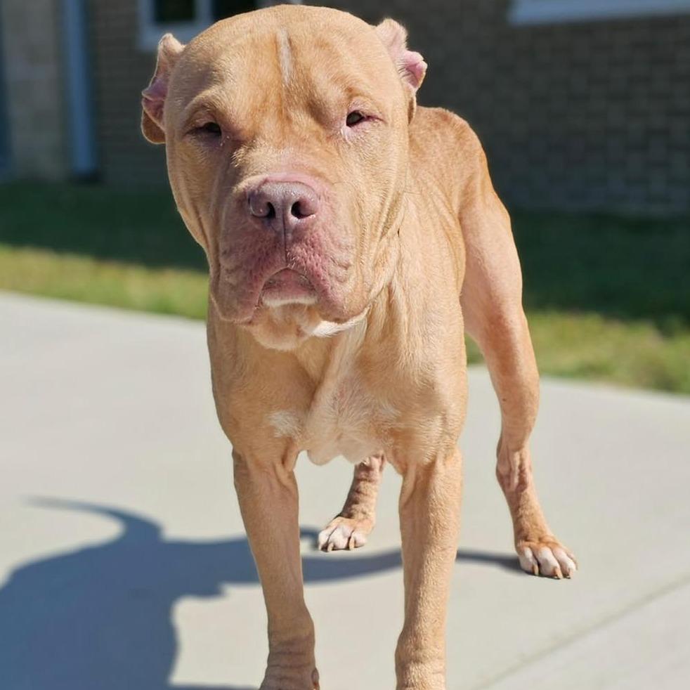 PEANUT Available NOW - ADOPTION or RESCUE!, a Adoptable Mixed Breed in Nashville, NC image 1/2