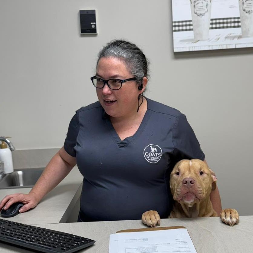 PEANUT Available NOW - ADOPTION or RESCUE!, a Adoptable Mixed Breed in Nashville, NC image 2/2