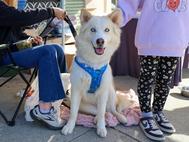 BRIOCHE, Adoptable, Adult Female Husky & Mixed Breed.