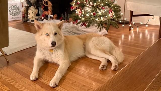 BRIOCHE, Adoptable, Adult Female Husky & Mixed Breed.