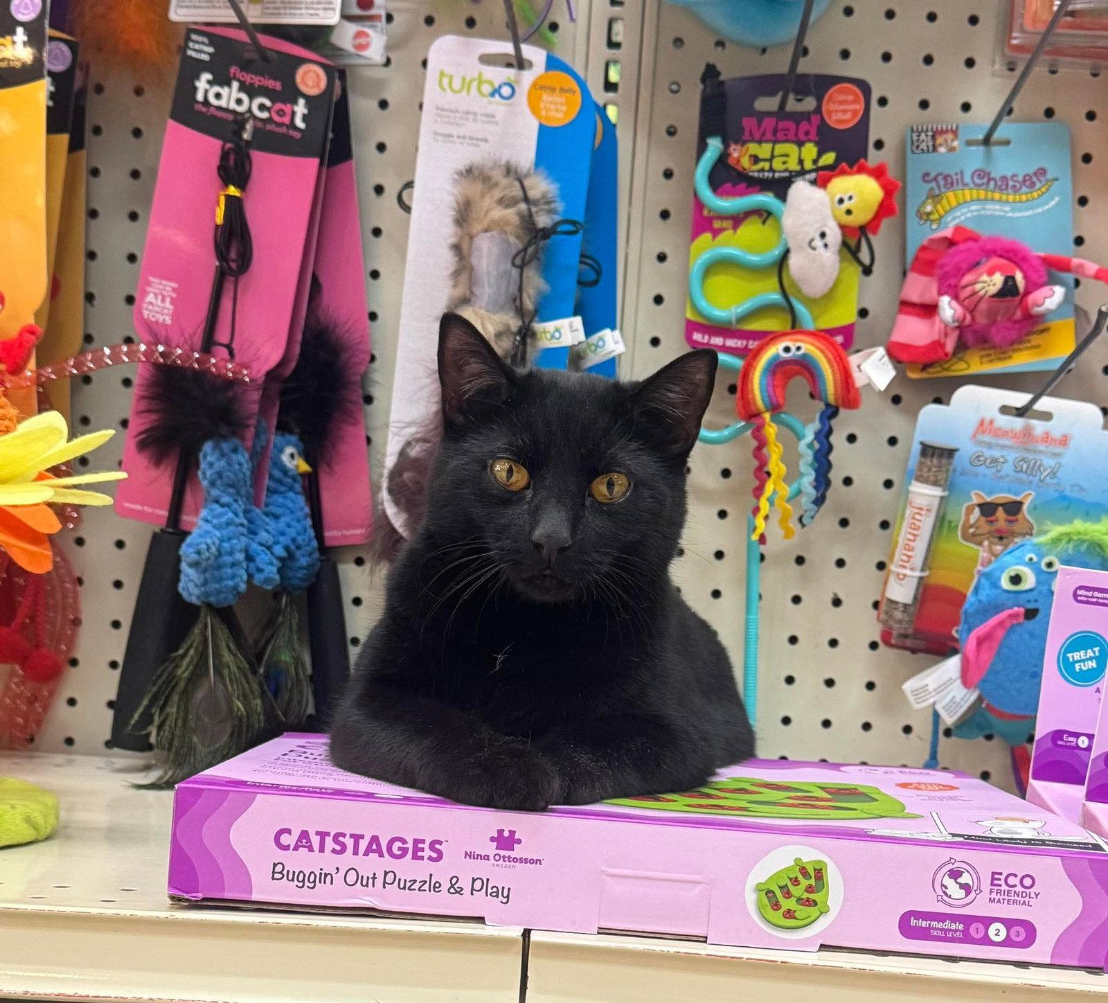 Minnie, Adoptable, Young Female Domestic Short Hair.